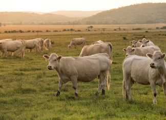 agriculture beef pasture seed