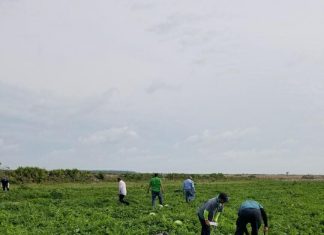 farms coronavirus effect on labor