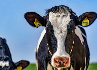 grass-fed vs grain-fed beef cow