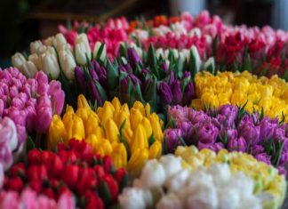 flower subscription services