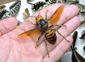 asian giant hornet