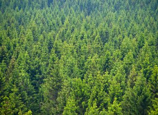 A lush forest represents the long-term impact of utilizing sustainable energy and resources.