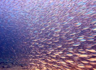 A thriving ecosystem with humans living in harmony with the planet.